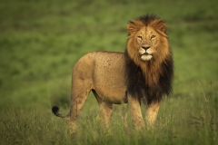 Biodiversity-Kenya-Safari-February-2022-0248-2