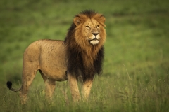 Biodiversity-Kenya-Safari-February-2022-0249-2