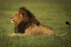 Biodiversity-Kenya-Safari-February-2022-0256-2