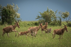 Biodiversity-Kenya-Safari-February-2022-1110