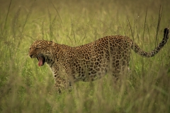 Biodiversity-Kenya-Safari-February-2022-1775