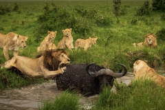 Biodiversity-Kenya-Safari-February-2022-2118