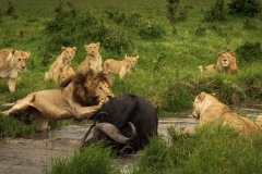 Biodiversity-Kenya-Safari-February-2022-2119