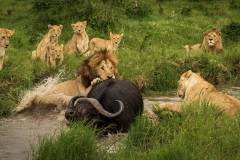 Biodiversity-Kenya-Safari-February-2022-2120