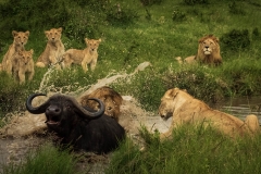 Biodiversity-Kenya-Safari-February-2022-2121