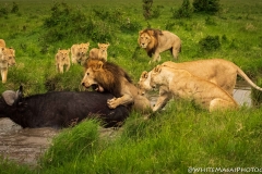 Biodiversity-Kenya-Safari-February-2022-2130