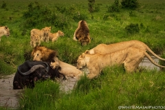 Biodiversity-Kenya-Safari-February-2022-2136