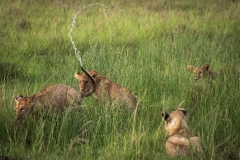 Biodiversity-Kenya-Safari-February-2022-6186