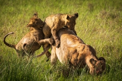Biodiversity-Kenya-Safari-February-2022-6397