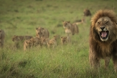 Biodiversity-Kenya-Safari-February-2022-6618