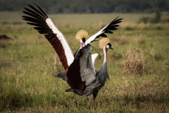 Biodiversity-Kenya-Safari-February-2022-6660