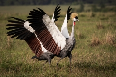 Biodiversity-Kenya-Safari-February-2022-6663