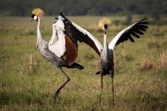 Biodiversity-Kenya-Safari-February-2022-6670