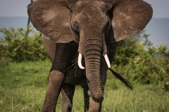Biodiversity-Kenya-Safari-February-2022-6714