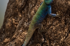 Biodiversity-Kenya-Safari-February-2022-7076