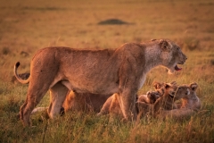 Biodiversity-Kenya-Safari-February-2022-7105