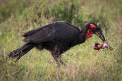 Biodiversity-Kenya-Safari-February-2022-7322
