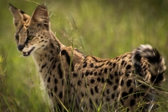 Biodiversity-Kenya-Safari-February-2022-7674