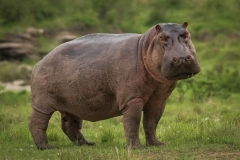 Biodiversity-Kenya-Safari-February-2022-7799