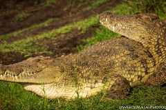 Biodiversity-Kenya-Safari-February-2022-7860-2