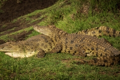 Biodiversity-Kenya-Safari-February-2022-7860