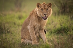 Biodiversity-Kenya-Safari-February-2022-7890