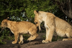 Biodiversity-Kenya-Safari-February-2022-8105
