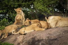 Biodiversity-Kenya-Safari-February-2022-8133