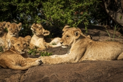 Biodiversity-Kenya-Safari-February-2022-8182