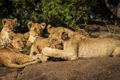 Biodiversity-Kenya-Safari-February-2022-8190