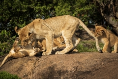 Biodiversity-Kenya-Safari-February-2022-8241