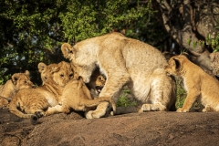 Biodiversity-Kenya-Safari-February-2022-8254