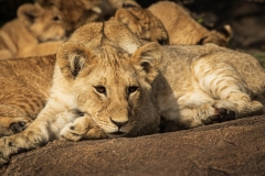 Biodiversity-Kenya-Safari-February-2022-8256