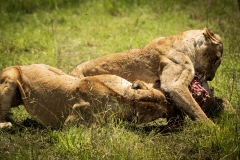 Biodiversity-Kenya-Safari-February-2022-8418
