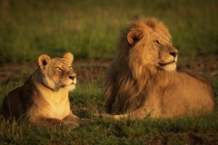 Biodiversity-Kenya-Safari-February-2022-8695