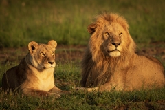 Biodiversity-Kenya-Safari-February-2022-8702