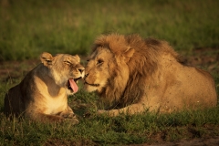 Biodiversity-Kenya-Safari-February-2022-8718