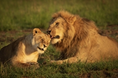 Biodiversity-Kenya-Safari-February-2022-8723