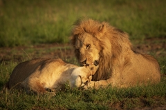 Biodiversity-Kenya-Safari-February-2022-8729