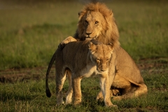 Biodiversity-Kenya-Safari-February-2022-8744