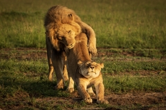 Biodiversity-Kenya-Safari-February-2022-8750