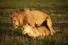 Biodiversity-Kenya-Safari-February-2022-8804