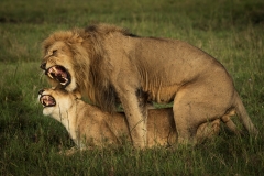 Biodiversity-Kenya-Safari-February-2022-8832