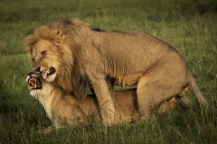 Biodiversity-Kenya-Safari-February-2022-8836