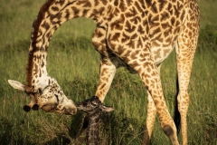 Biodiversity-Kenya-Safari-February-2022-8852