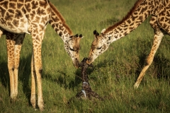 Biodiversity-Kenya-Safari-February-2022-8883