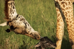 Biodiversity-Kenya-Safari-February-2022-8902