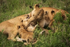 Biodiversity-Kenya-Safari-February-2022-9101