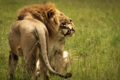 Biodiversity-Kenya-Safari-February-2022-9219