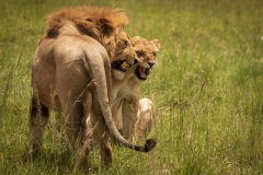 Biodiversity-Kenya-Safari-February-2022-9245